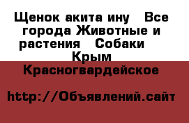 Щенок акита ину - Все города Животные и растения » Собаки   . Крым,Красногвардейское